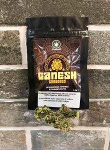 Ganesh seedless by Cannabe