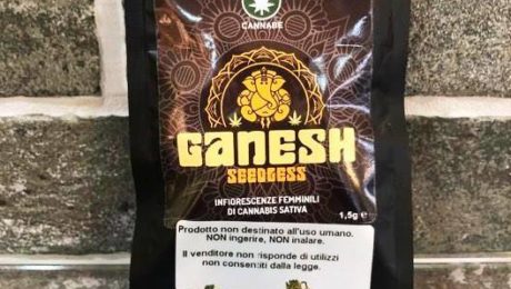 Ganesh seedless by Cannabe